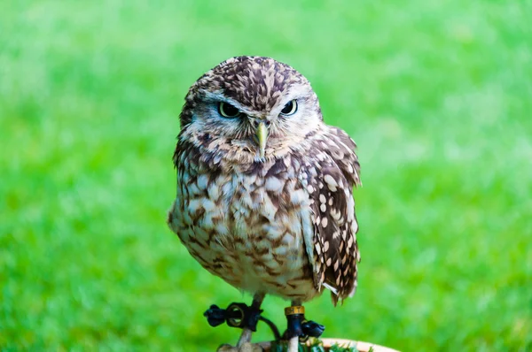 Zblízka portrétní sůvička zelené pozadí — Stock fotografie