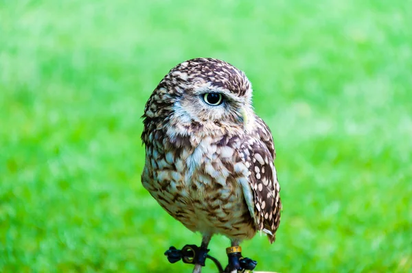 Zblízka portrétní sůvička zelené pozadí — Stock fotografie