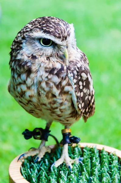 Close up portrait of little Owl against green background — Stock Photo, Image