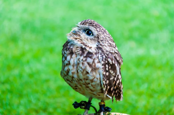 Zblízka portrétní sůvička zelené pozadí — Stock fotografie