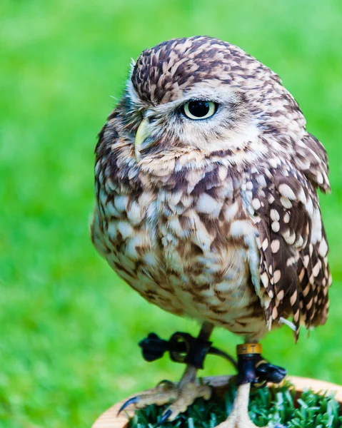 Close up portrait of little Owl against green background — Stock Photo, Image