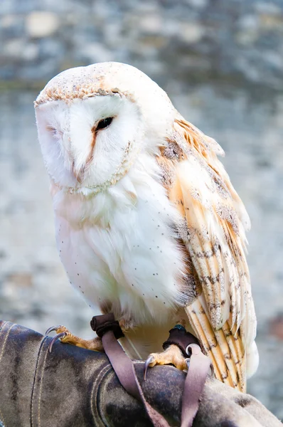 Peçeli baykuş falconer eldiven üzerinde oturan görünümünü — Stok fotoğraf