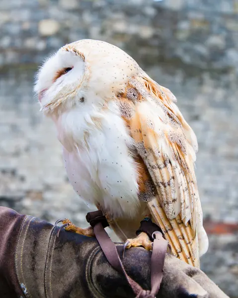 Peçeli baykuş falconer eldiven üzerinde oturan görünümünü — Stok fotoğraf