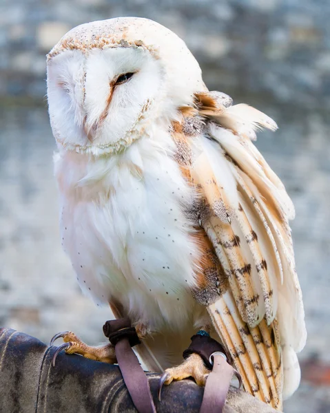 Pohled sova pálená na falconer rukavice — Stock fotografie