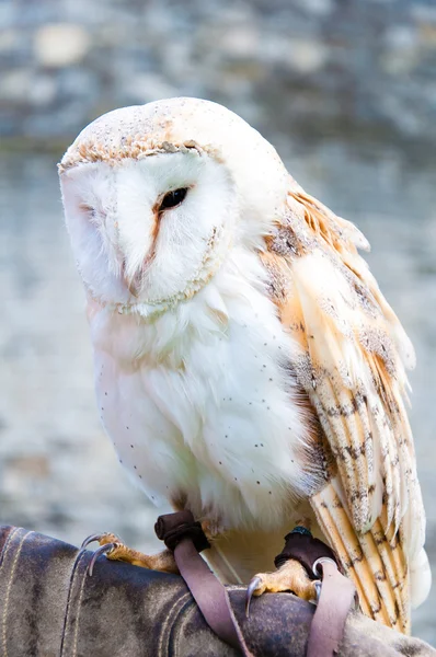 View of Barn owl sitting on falconer glove — Stock Photo, Image