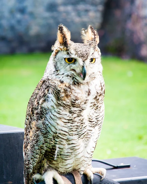 Close up portrait of European Eagle Owl — Stock Photo, Image