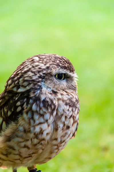 Close up portrait of little Owl against green background — Stock Photo, Image