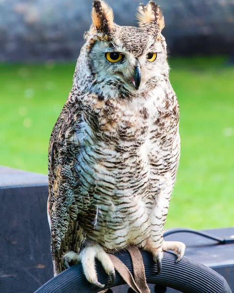 Lukk opp portrettet av European Eagle Owl – stockfoto