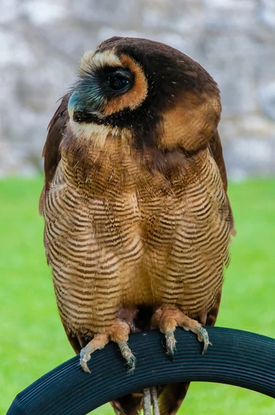 Close up portrait of brown wood Owl against green background — Stock Photo, Image