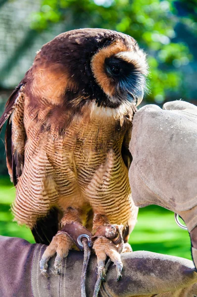 Zblízka portrétní hnědé dřevo sova sedí na falconer rukavice — Stock fotografie