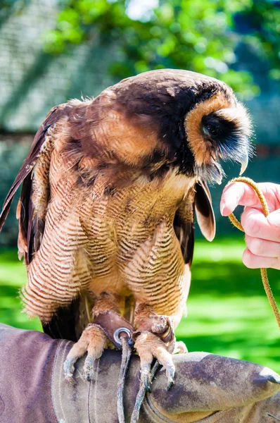 Kahverengi ahşap baykuş falconer eldiven oturma portre kadar yakın — Stok fotoğraf