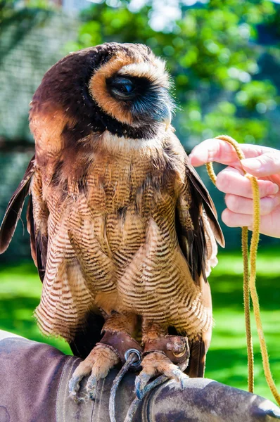 Zblízka portrétní hnědé dřevo sova sedí na falconer rukavice — Stock fotografie