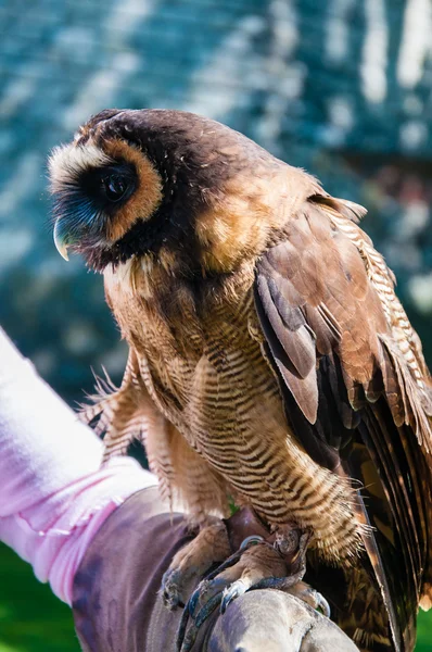 Zblízka portrétní hnědé dřevo sova sedí na falconer rukavice — Stock fotografie