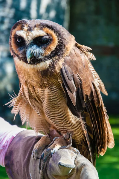 Close up portrait of brown wood Owl sitting on falconer glove — Stock Photo, Image