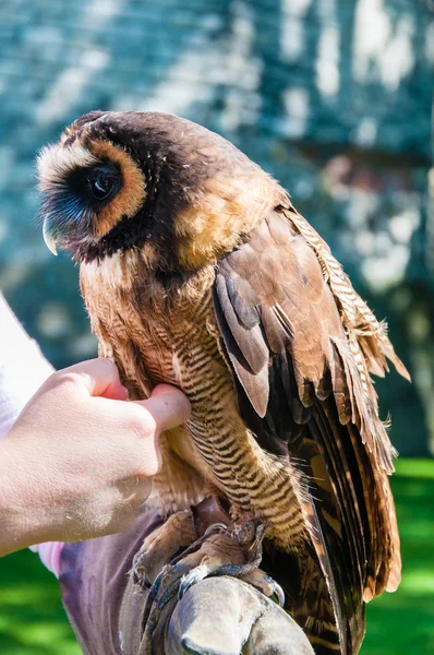 Close up portrait of brown wood Owl sitting on falconer glove — Stock Photo, Image