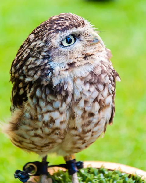 Close up portrait of little Owl against green background — Stock Photo, Image