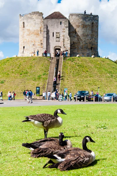 Tourists and wildlife in front of Clifford's Tower, York, England. — Stock Photo, Image