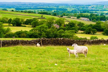 İngilizce kırsal kesimde koyun otlatma görünümü