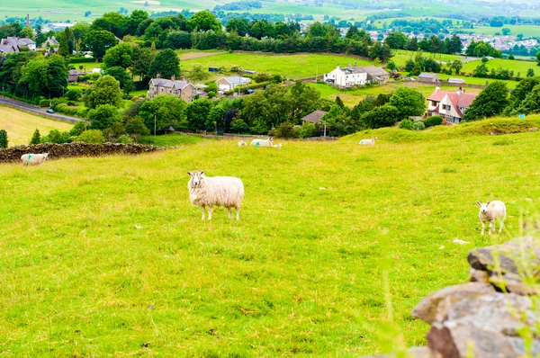 Vista de ovelhas pastando Inglês no campo — Fotografia de Stock