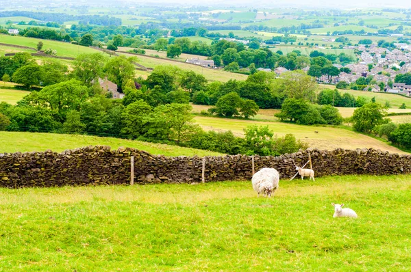 View of English grazing sheep in countryside — Stock Photo, Image