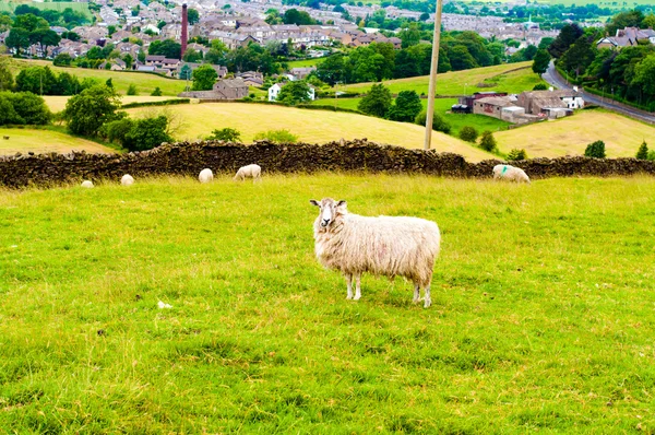 Άποψη της αγγλικής γλώσσας, πρόβατα που βόσκουν στην ύπαιθρο — Φωτογραφία Αρχείου