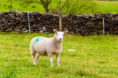 İngilizce kırsal kesimde koyun otlatma görünümü
