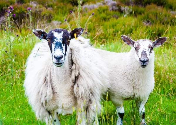 Vue du pâturage anglais des moutons à la campagne — Photo