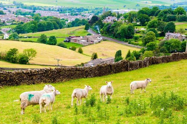 View of English grazing sheep in countryside — Stock Photo, Image