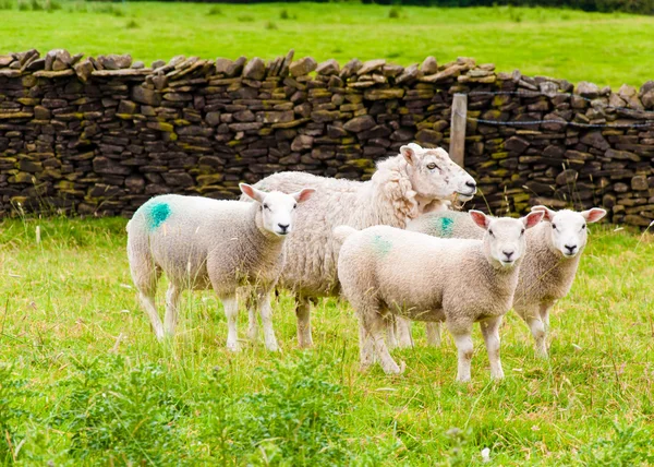 Vista de ovejas pastando inglesas en el campo —  Fotos de Stock