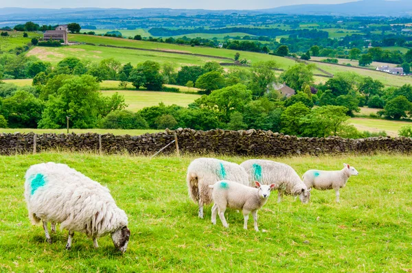 Vista delle pecore al pascolo inglesi in campagna — Foto Stock