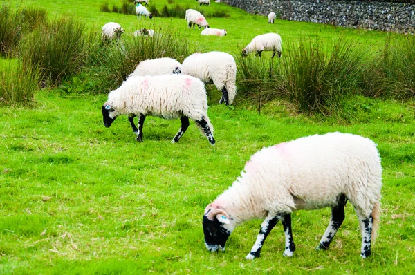 Vue du pâturage anglais des moutons à la campagne — Photo