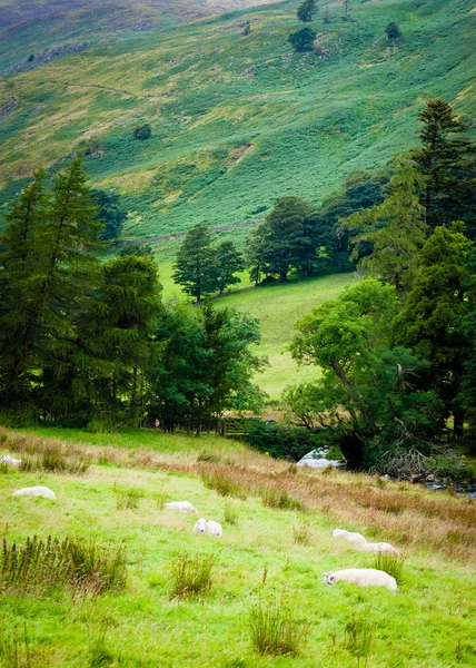 Blick auf englische Schafe in der Landschaft, Großbritannien — Stockfoto