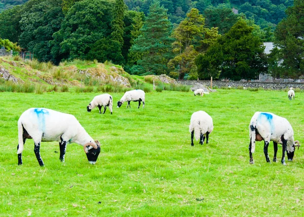 Vista de ovelhas pastando Inglês no campo — Fotografia de Stock