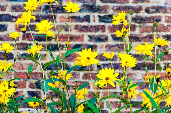 Background of yellow flowers against brick wall — Stock Photo, Image