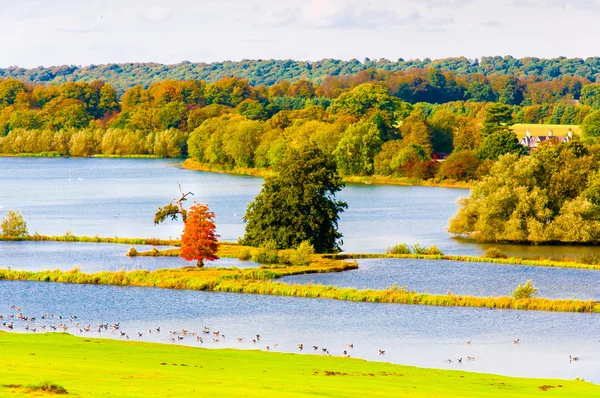 English landscape in autumn with colorful trees and wildlife — Stock Photo, Image