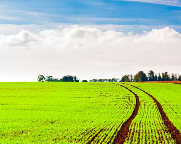 Summer landscape with green field and blue sky — Stock Photo, Image