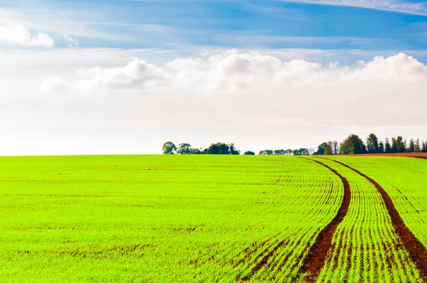 Sommarlandskap med grönt fält och blå himmel — Stockfoto