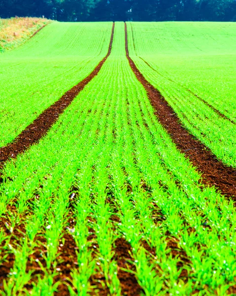 Paisaje de verano con pistas curvas en campo verde — Foto de Stock