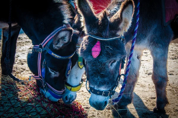 Sahilde saman yeme eşek — Stok fotoğraf