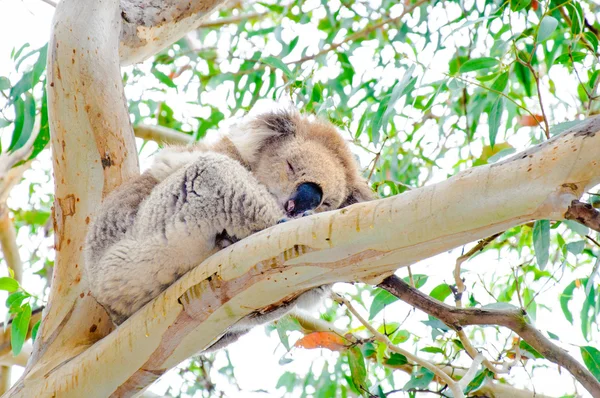 Ausztrál koala medve — Stock Fotó