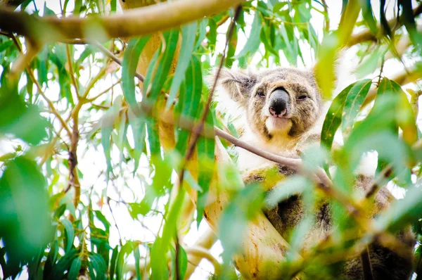 Ausztrál koala medve — Stock Fotó