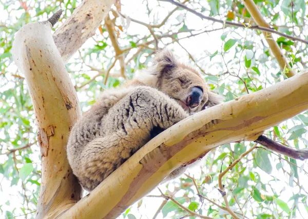 Ausztrál koala medve — Stock Fotó