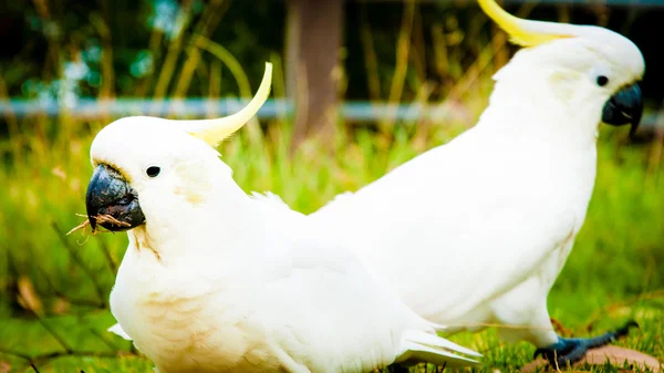 White parrots — Stock Photo, Image