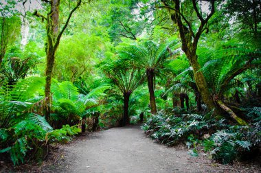 Maits geri kalan yağmur ormanları iz Great Ocean Road, Avustralya