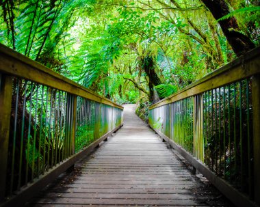 Maits geri kalan yağmur ormanları iz Great Ocean Road, Avustralya