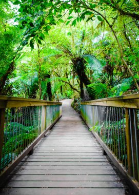 Maits geri kalan yağmur ormanları iz Great Ocean Road, Avustralya