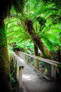 Maits geri kalan yağmur ormanları iz Great Ocean Road, Avustralya