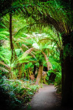 Maits Rest Rainforest Trail on Great Ocean Road, Australia clipart
