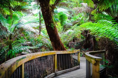 Maits geri kalan yağmur ormanları iz Great Ocean Road, Avustralya