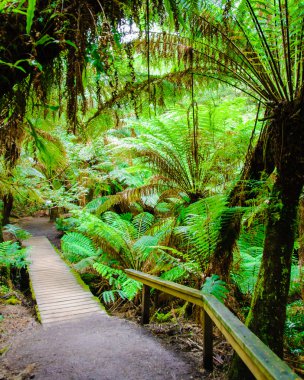 Maits geri kalan yağmur ormanları iz Great Ocean Road, Avustralya